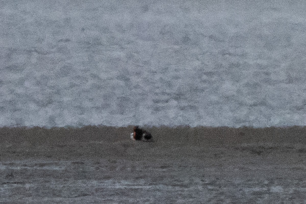 eBird Checklist - 7 Sep 2025 - Fangales De Boca De Hacha - 27 species