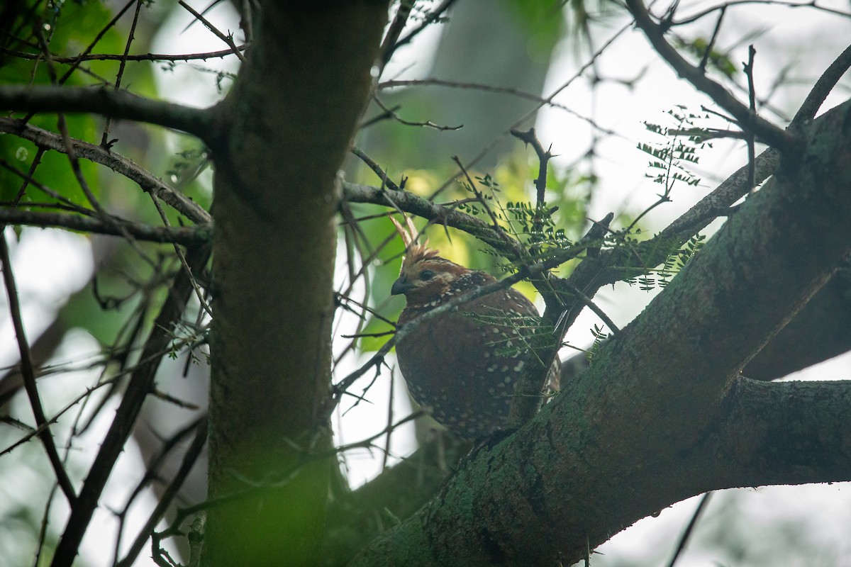 Crested Bobwhite - ML641609366