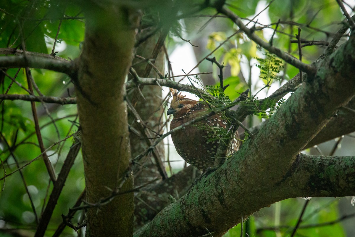 Crested Bobwhite - ML641609367