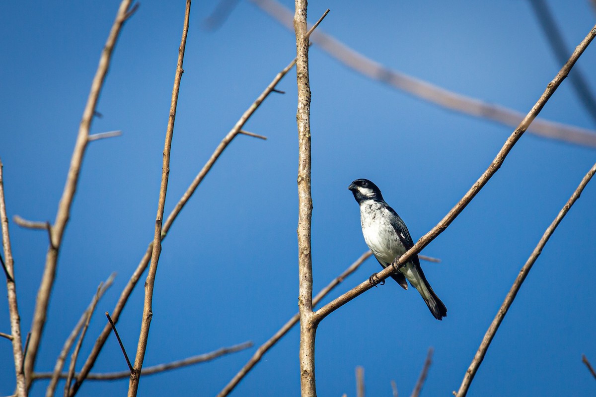 Lesson's Seedeater - ML641609406