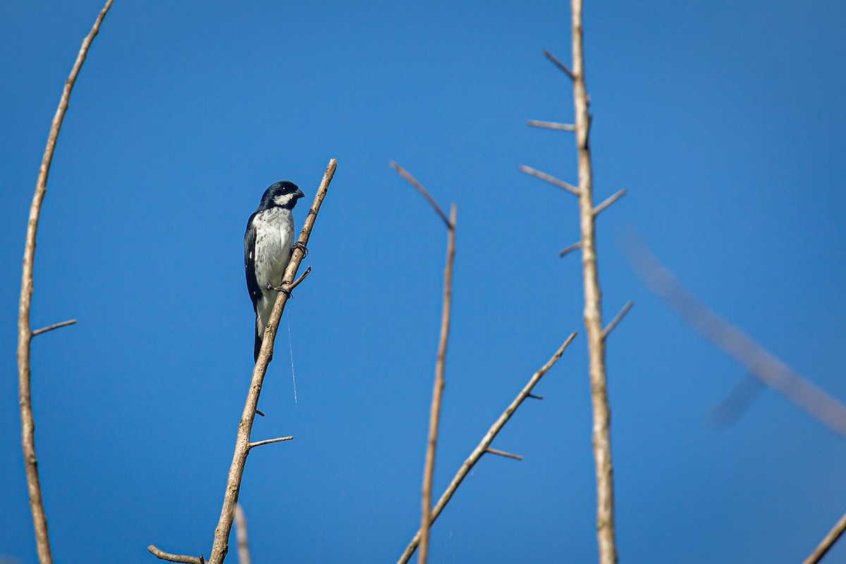 Lesson's Seedeater - ML641609407
