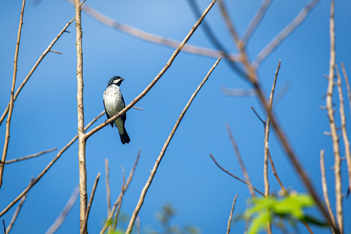 Lesson's Seedeater - ML641609408