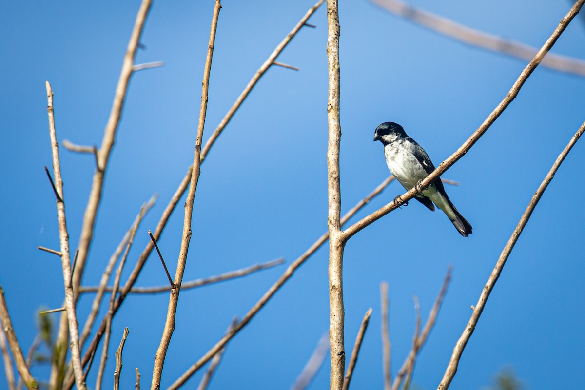 Lesson's Seedeater - ML641609409
