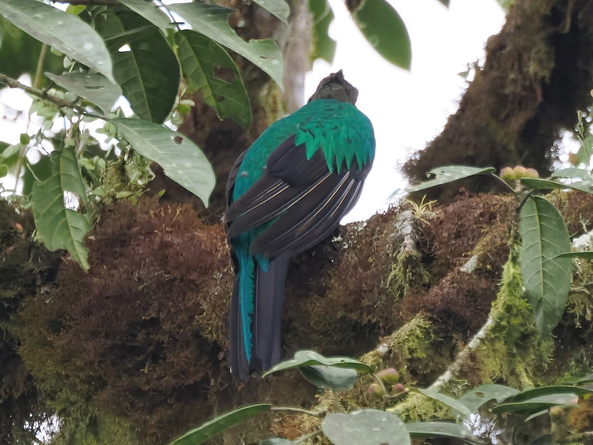Golden-headed Quetzal - ML641609410