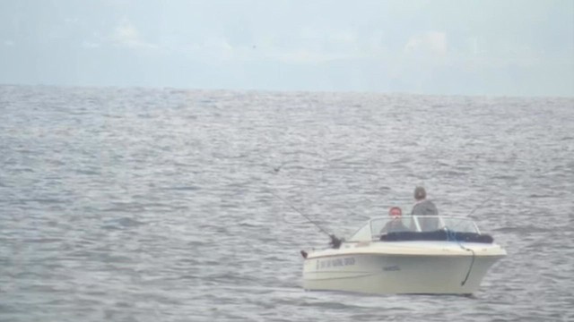 Short-tailed Shearwater - ML641609445