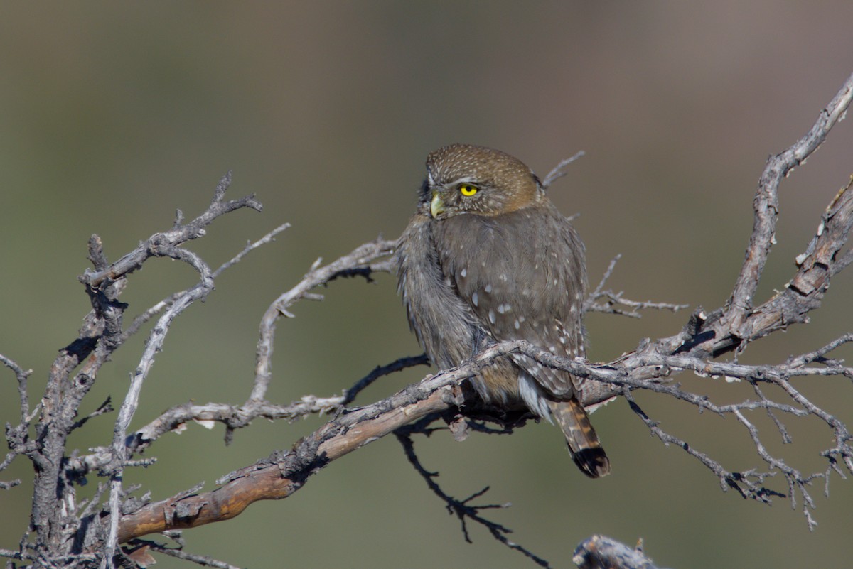 Austral Pygmy-Owl - ML641609507