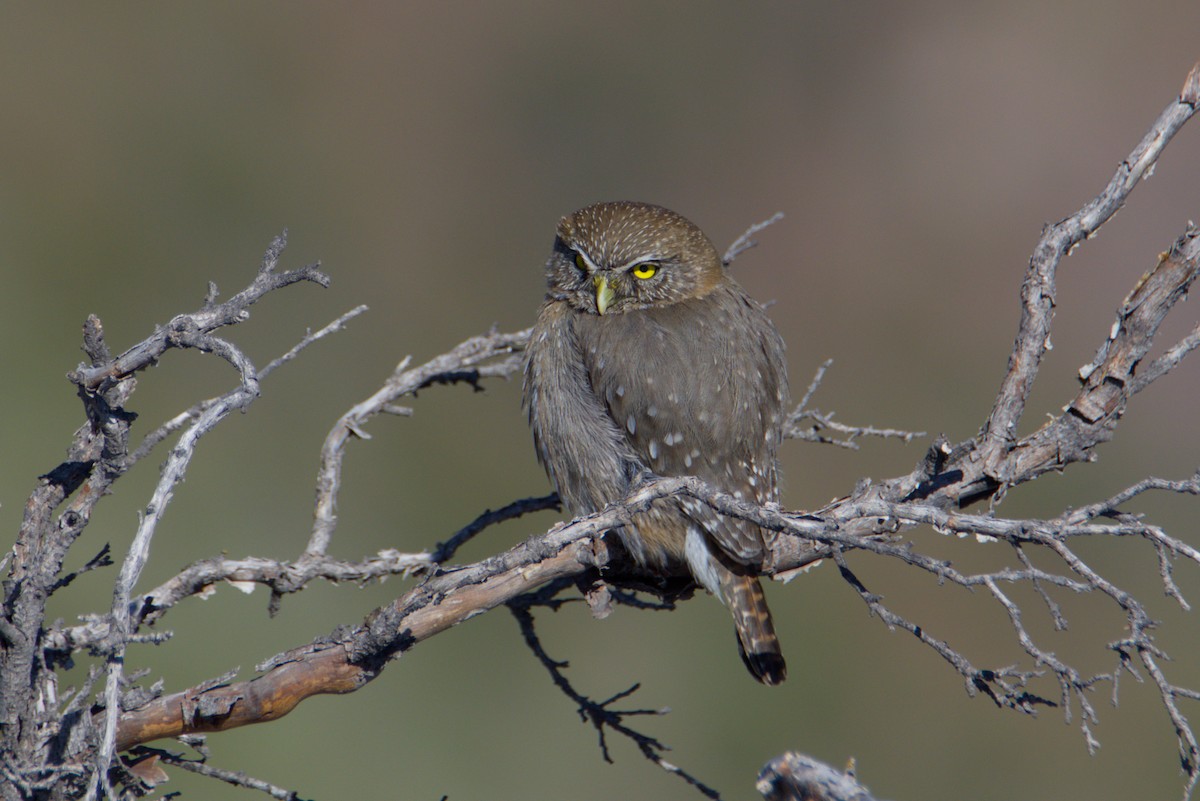 Austral Pygmy-Owl - ML641609508
