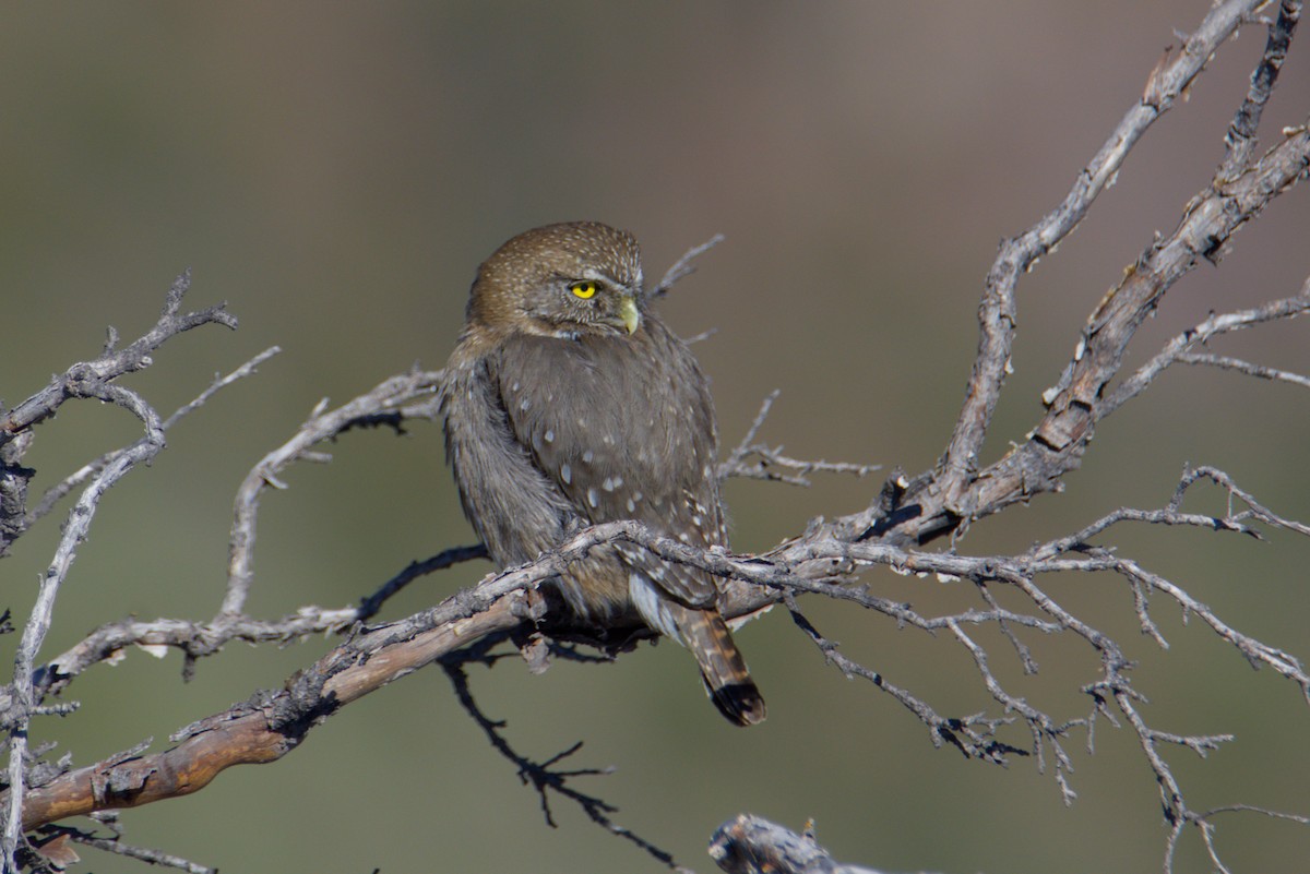 Austral Pygmy-Owl - ML641609509
