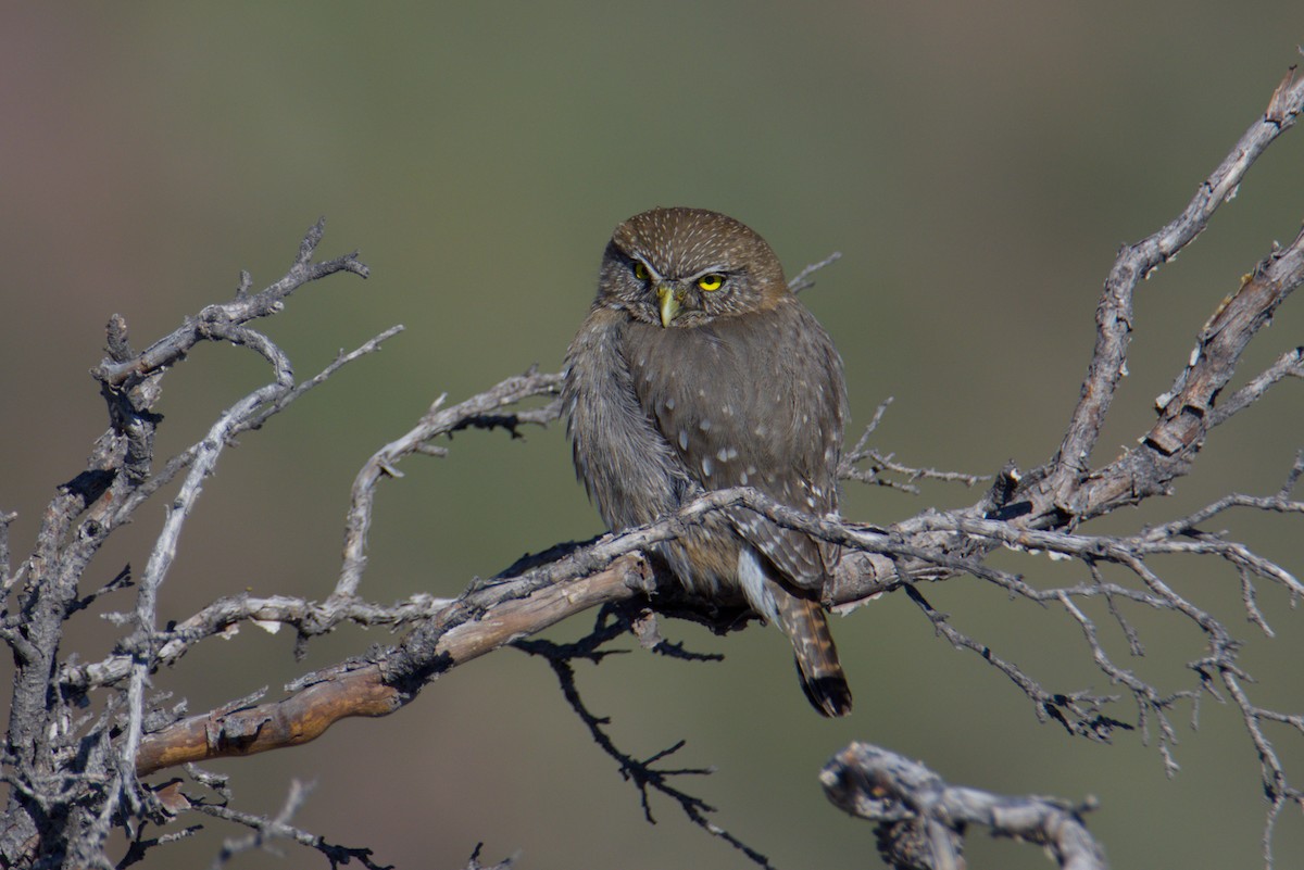 Austral Pygmy-Owl - ML641609510