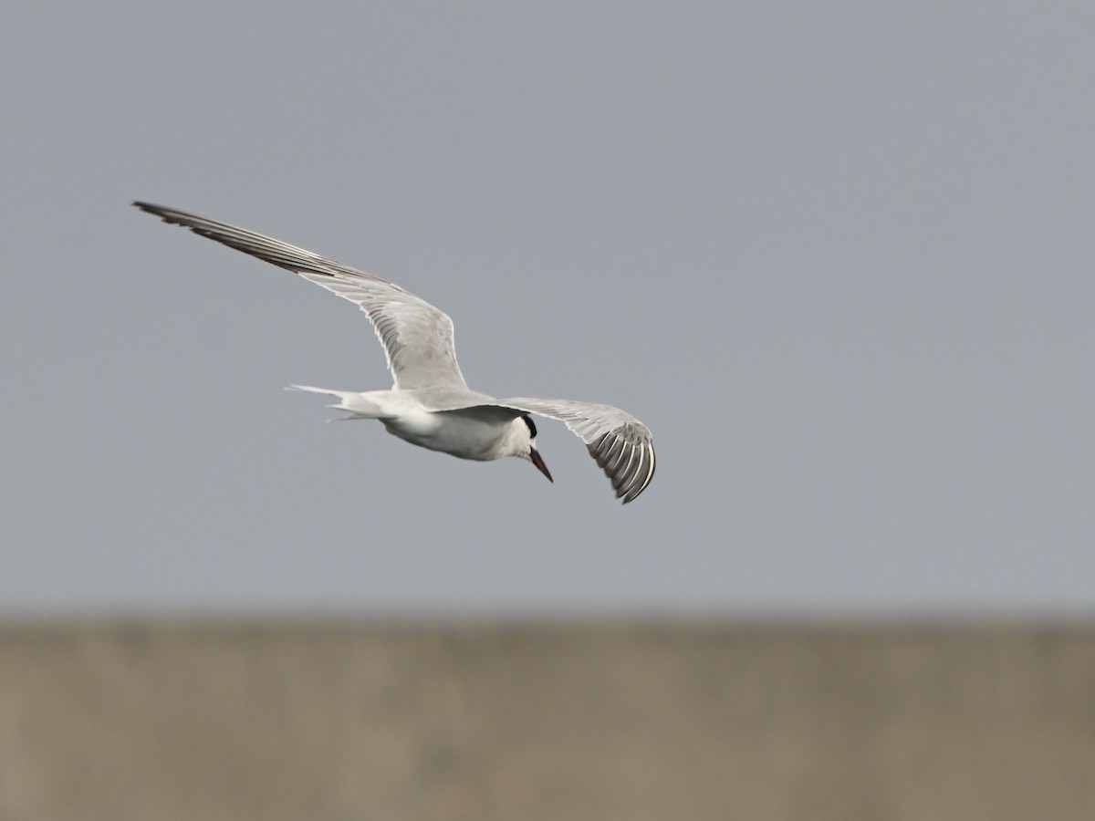 Common Tern - ML641609530