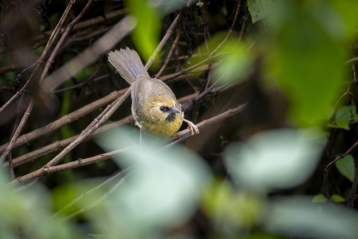 Black-chinned Babbler - ML641609534