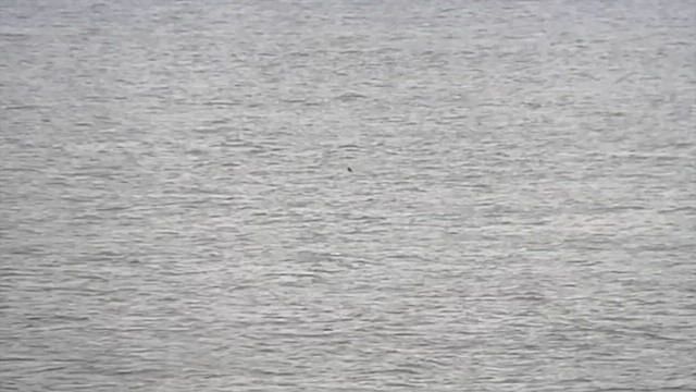 Northern Fulmar - ML641609569