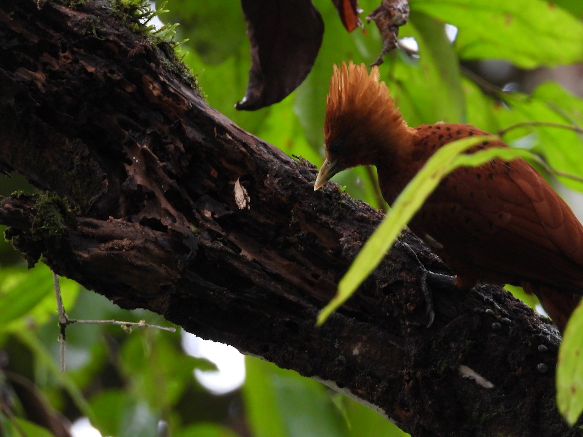 Chestnut-colored Woodpecker - ML641609603