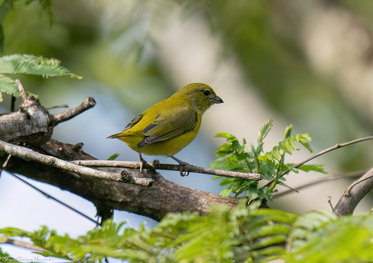 Scrub Euphonia - ML641609609