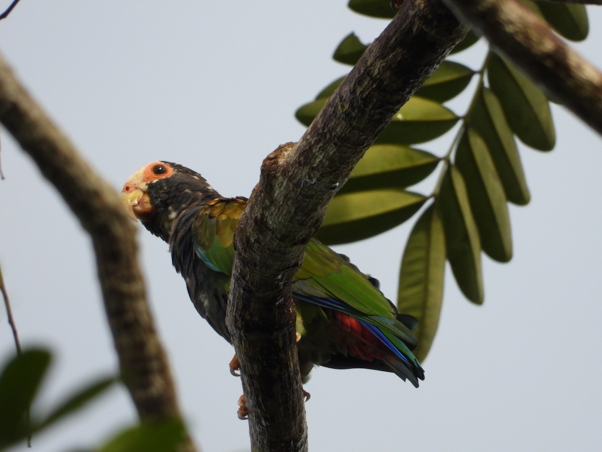 Loro Senil - ML641609612