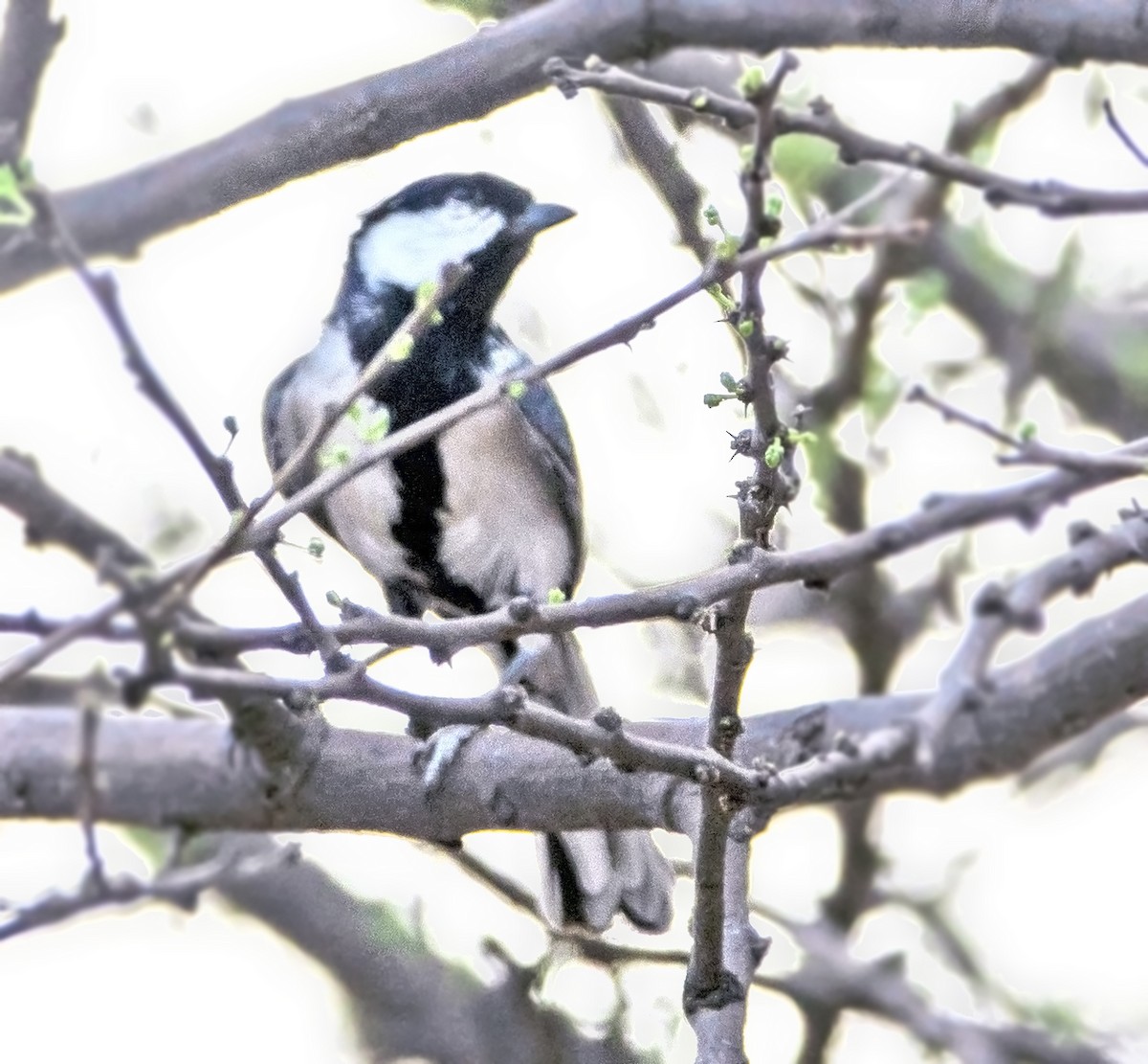 Asian Tit (Cinereous) - ML641609627
