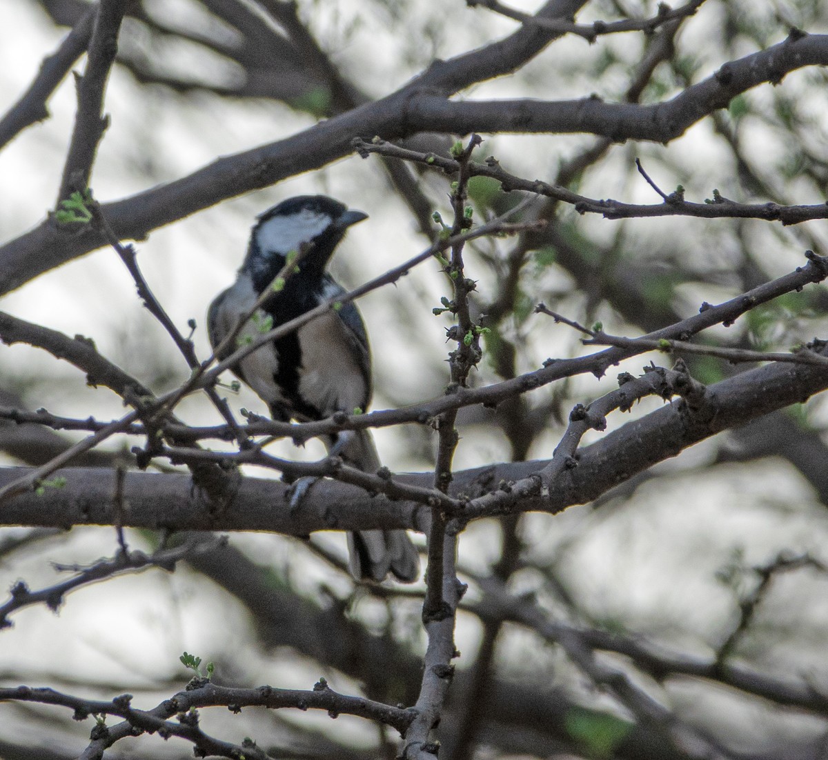 Asian Tit (Cinereous) - ML641609628