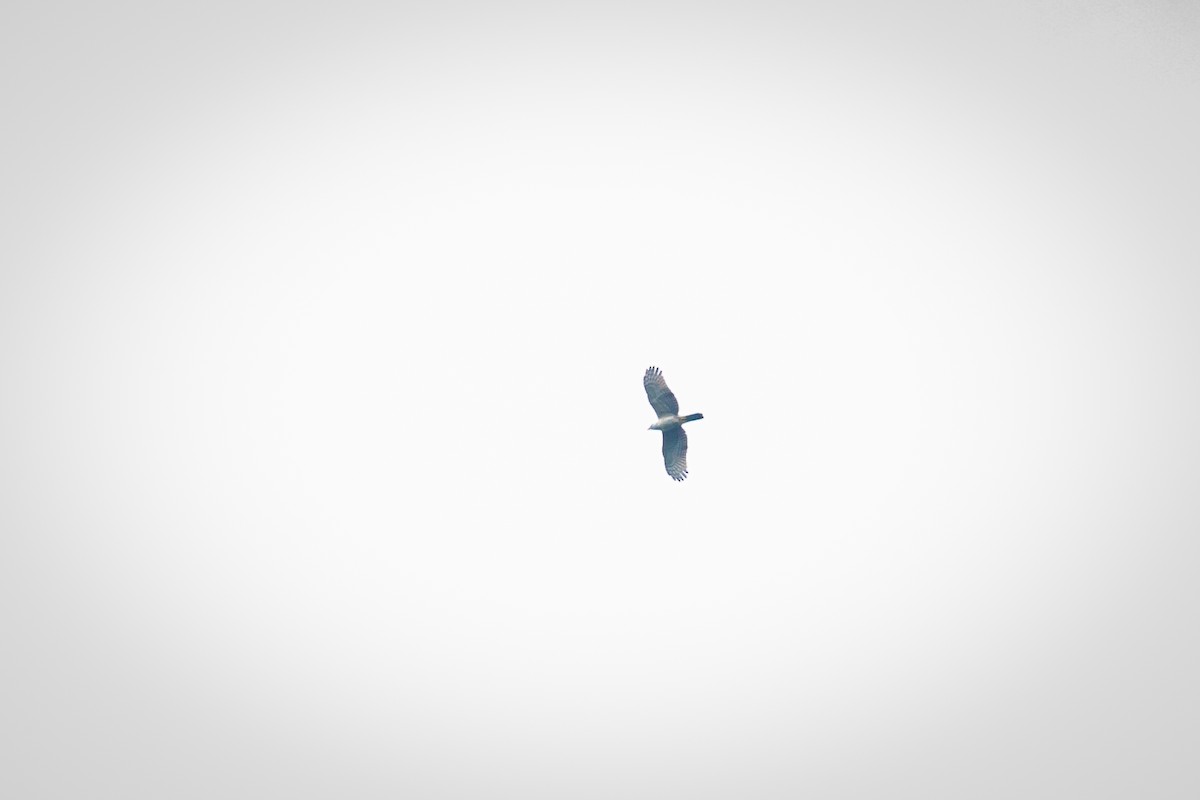 Bicolored Hawk - ML641609635