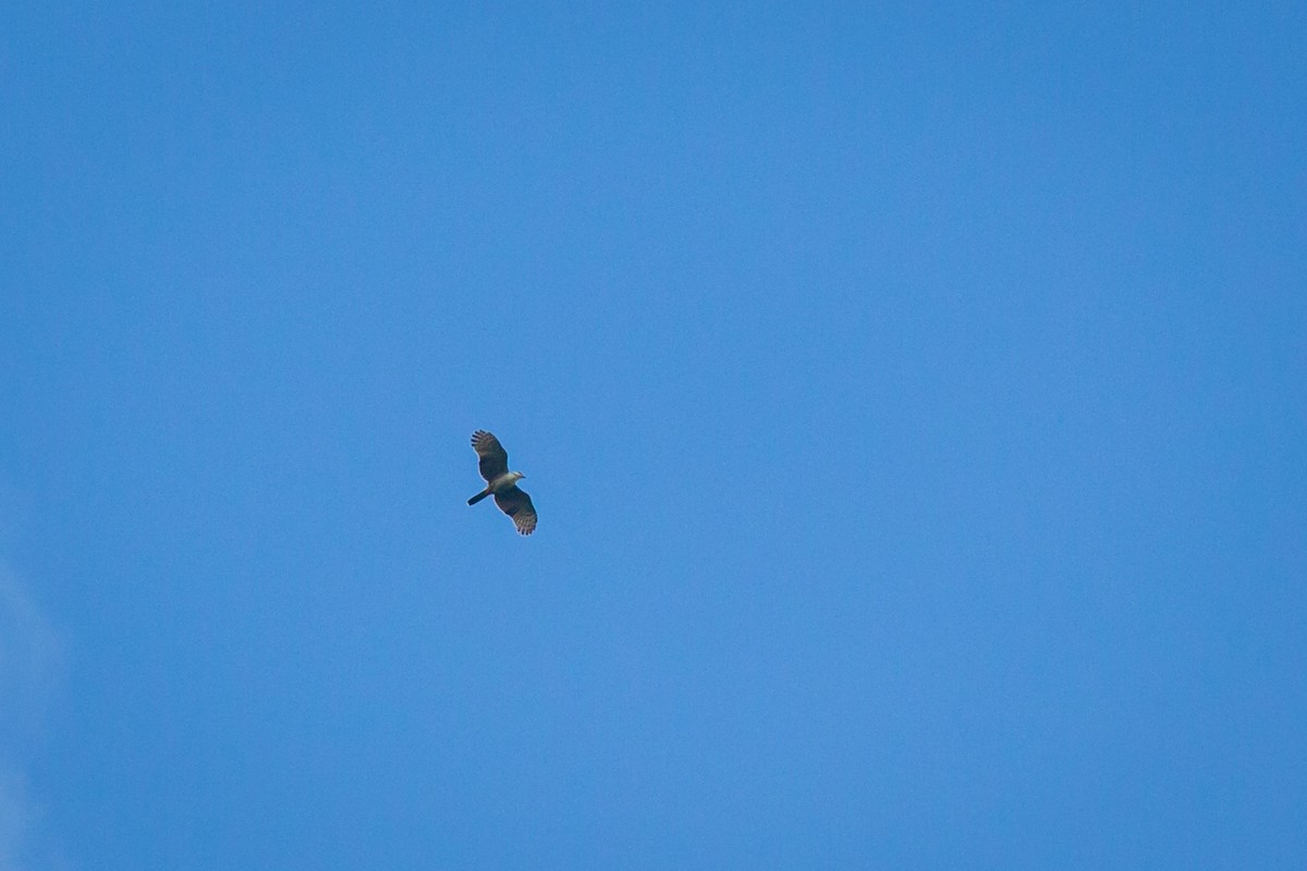 Bicolored Hawk - ML641609637