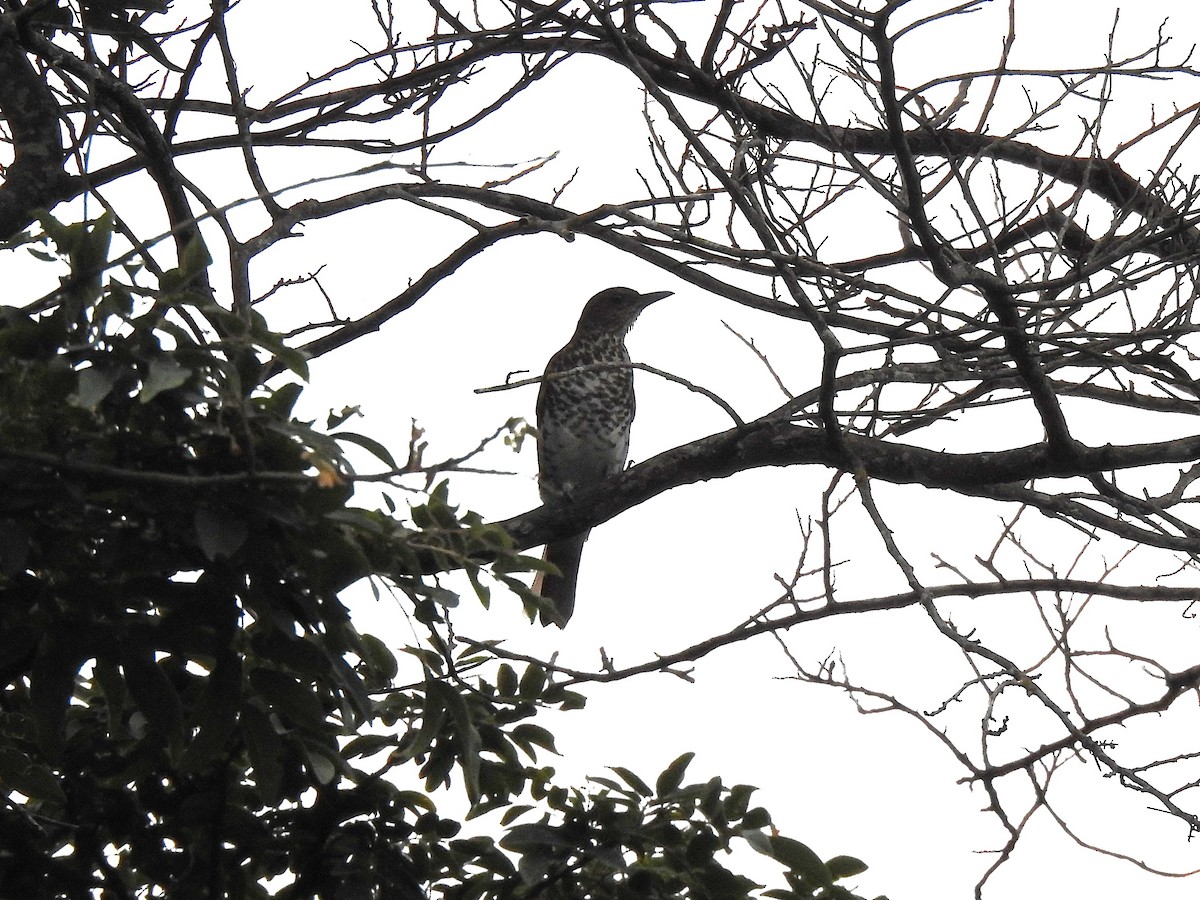 Marañon Thrush - ML641609671