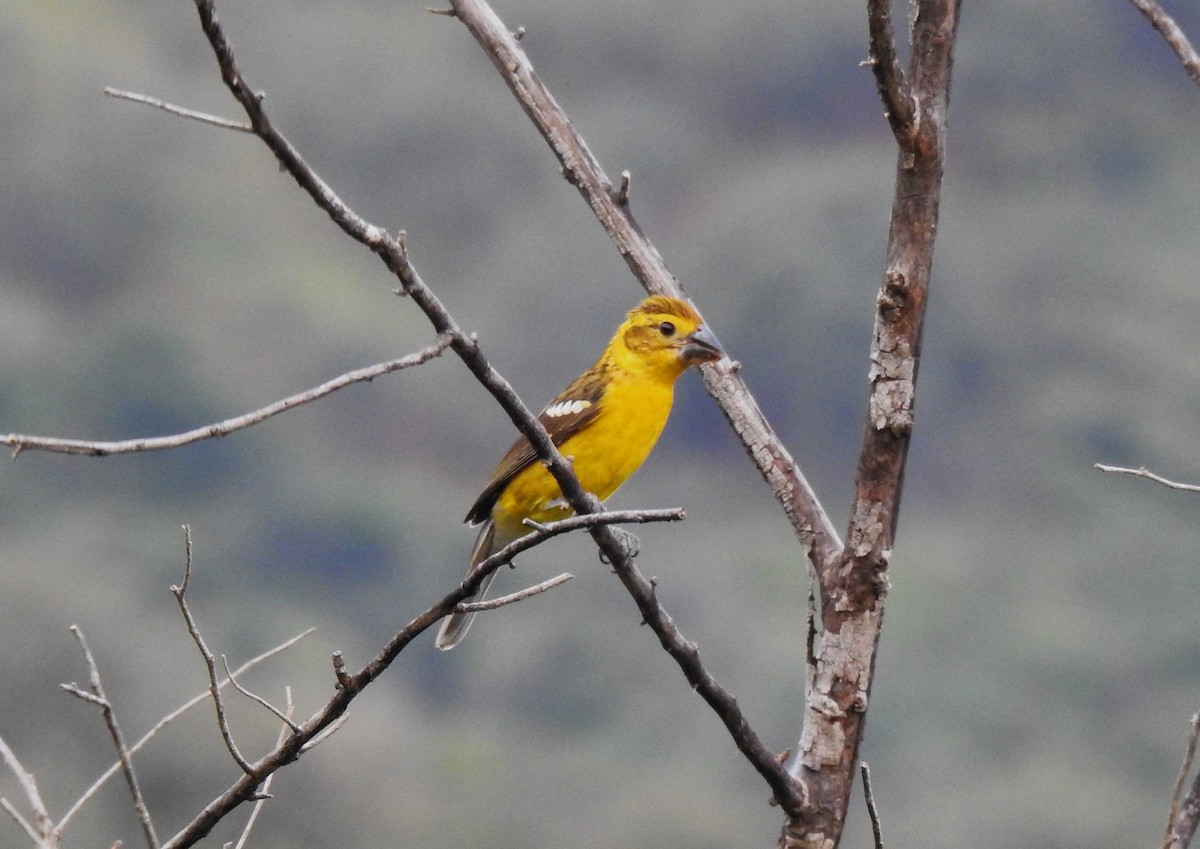 Golden Grosbeak - ML641609679