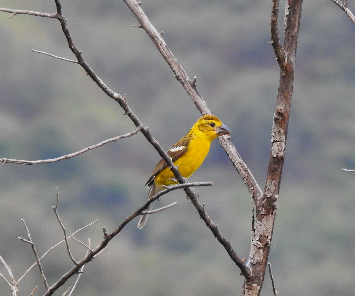Golden Grosbeak - ML641609681