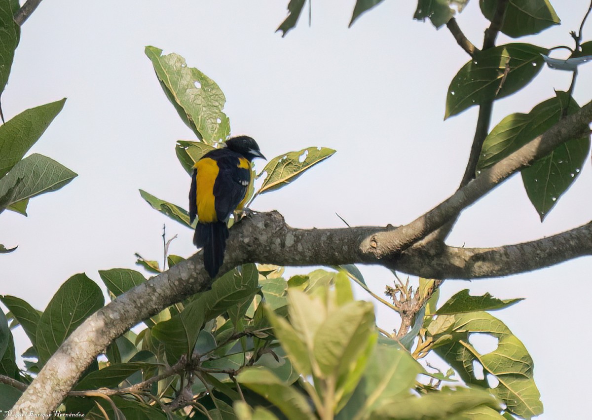 Bar-winged Oriole - ML641609687
