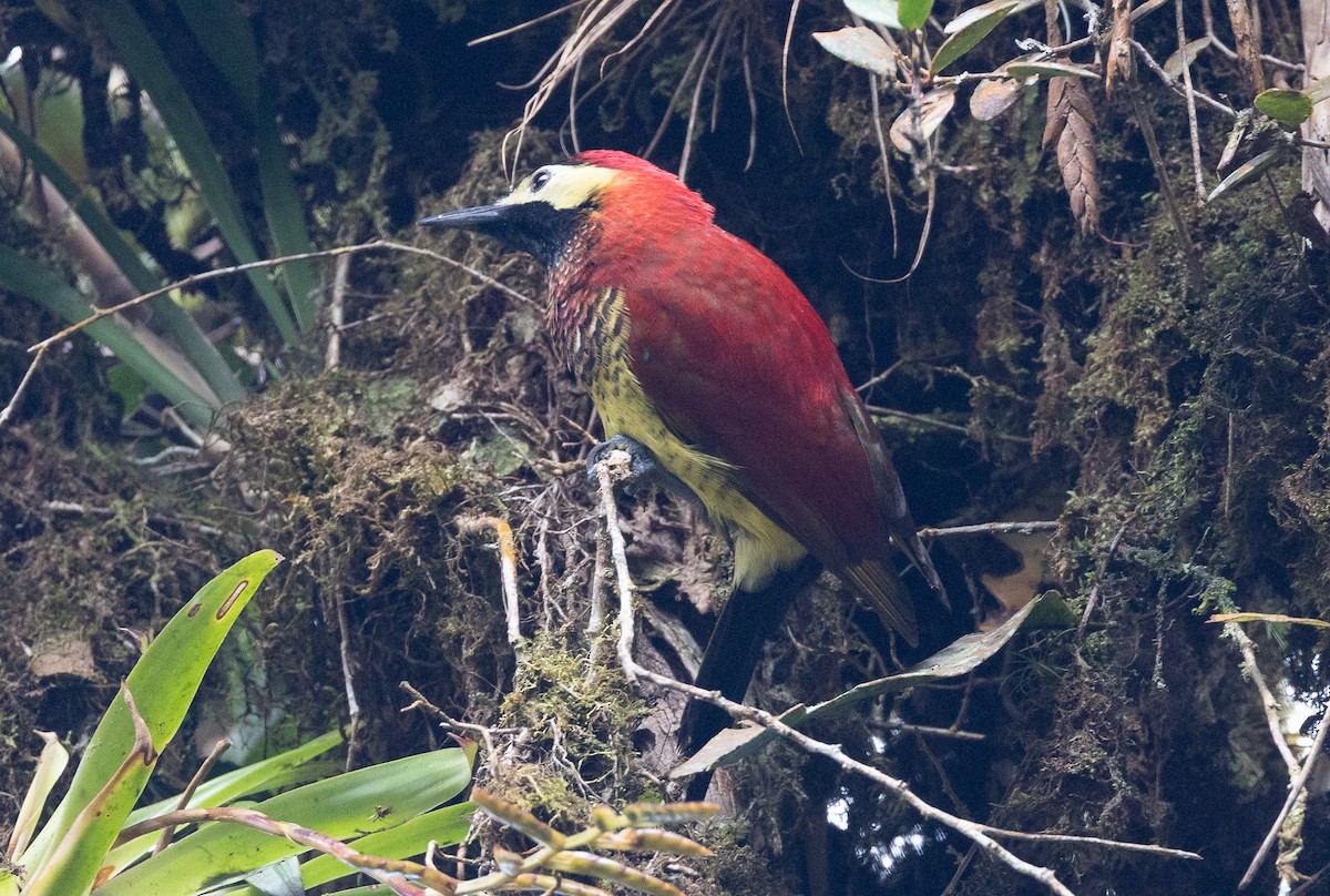 Crimson-mantled Woodpecker - ML641609704