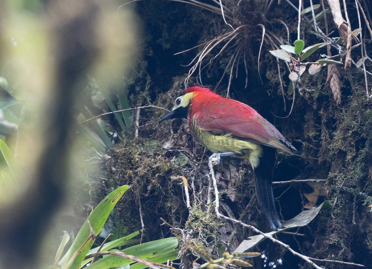 Crimson-mantled Woodpecker - ML641609705