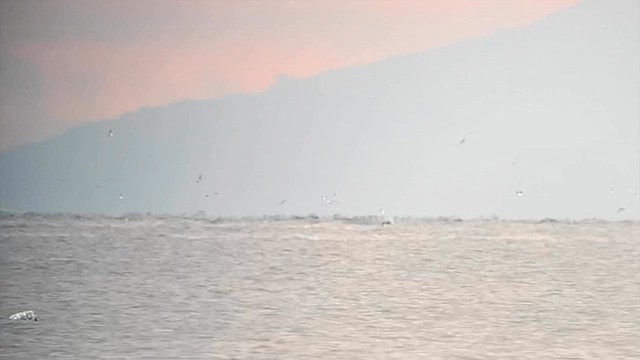 Black-legged Kittiwake - ML641609733