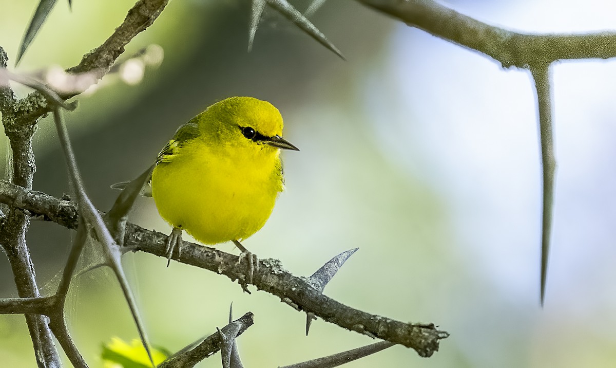 Blue-winged Warbler - ML641609741