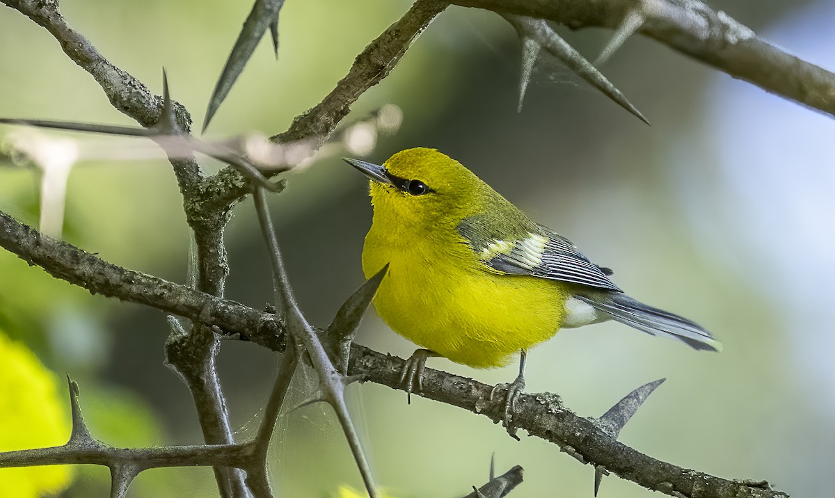 Blue-winged Warbler - ML641609751