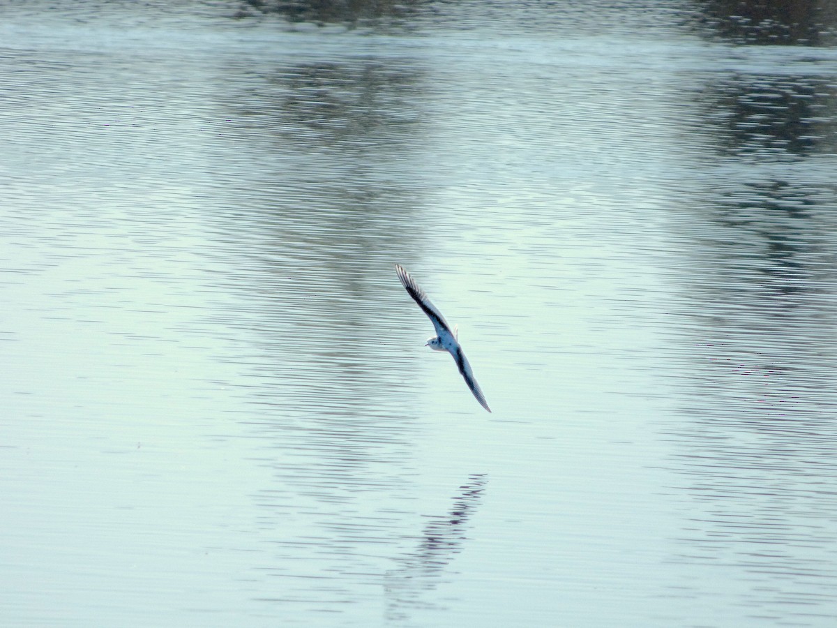 Little Gull - ML641609761