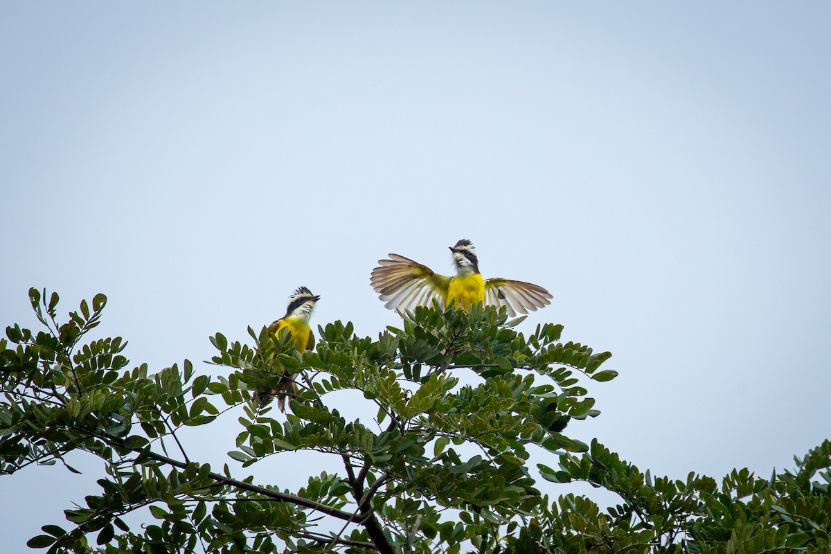 White-bearded Flycatcher - ML641609762