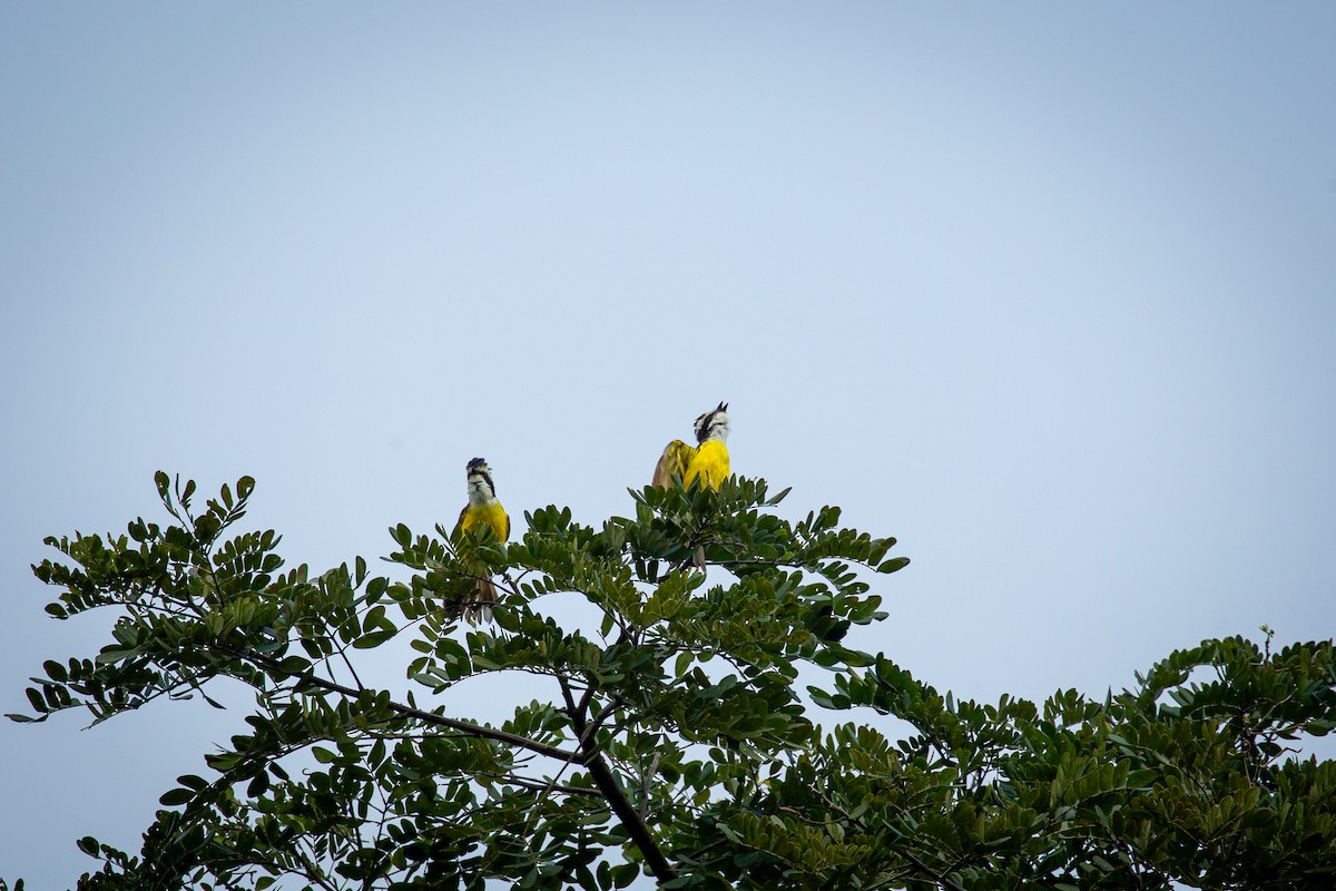 White-bearded Flycatcher - ML641609763