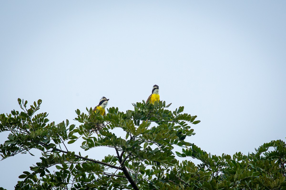 White-bearded Flycatcher - ML641609764