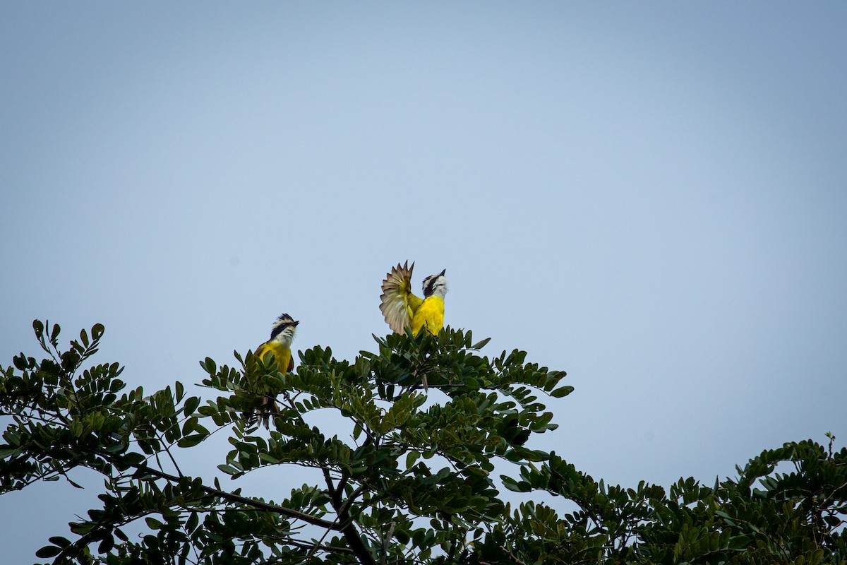 White-bearded Flycatcher - ML641609765