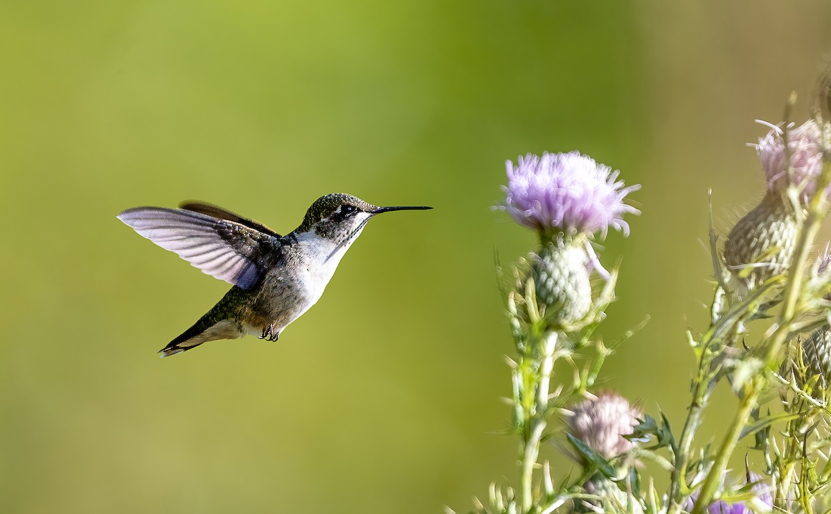 Ruby-throated Hummingbird - ML641609769