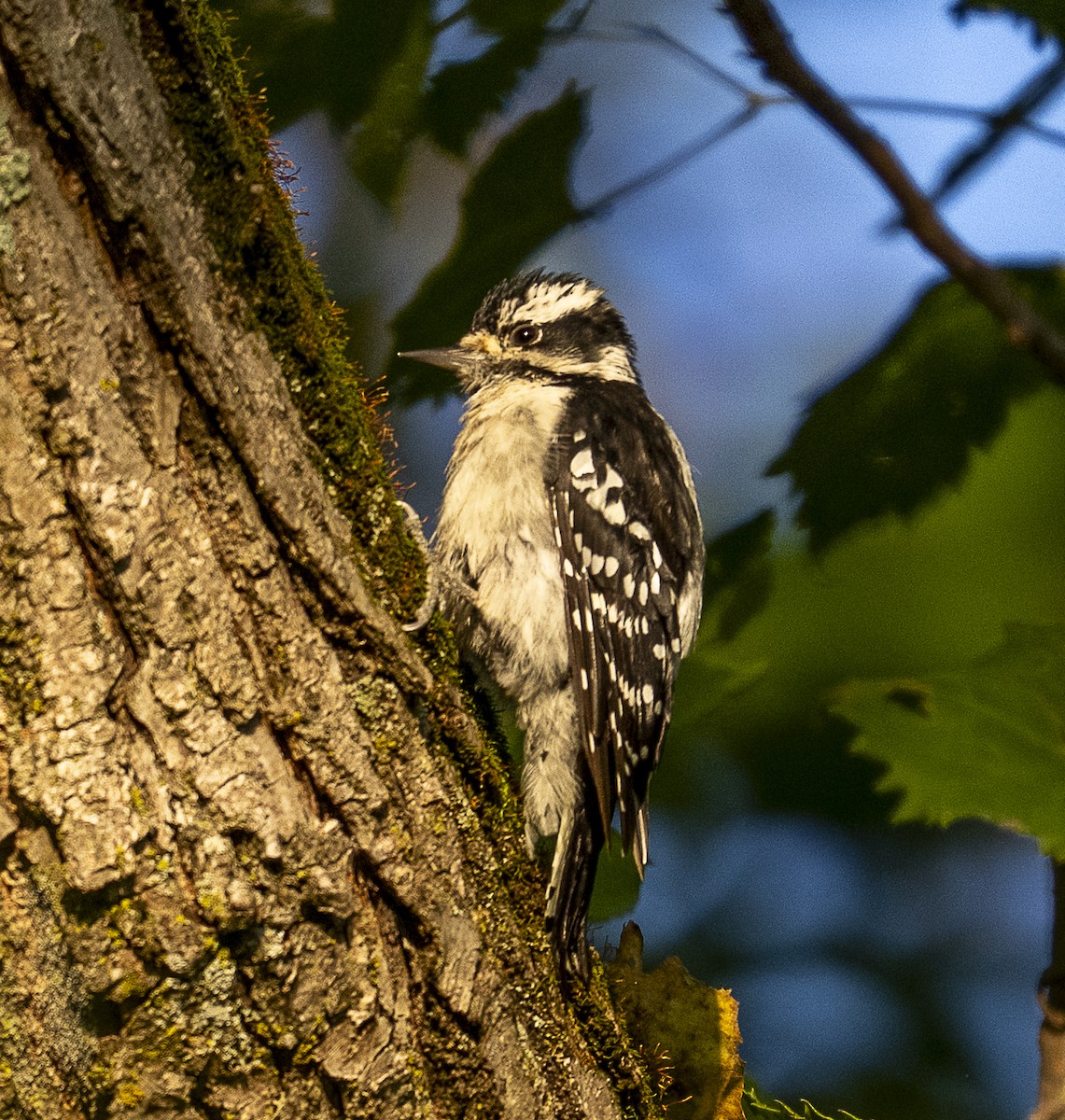 Downy Woodpecker - ML641609797