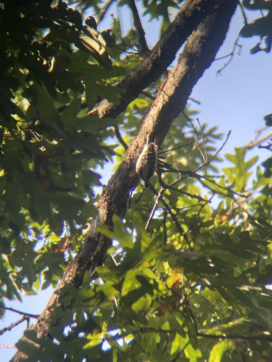 Downy Woodpecker - ML641609798