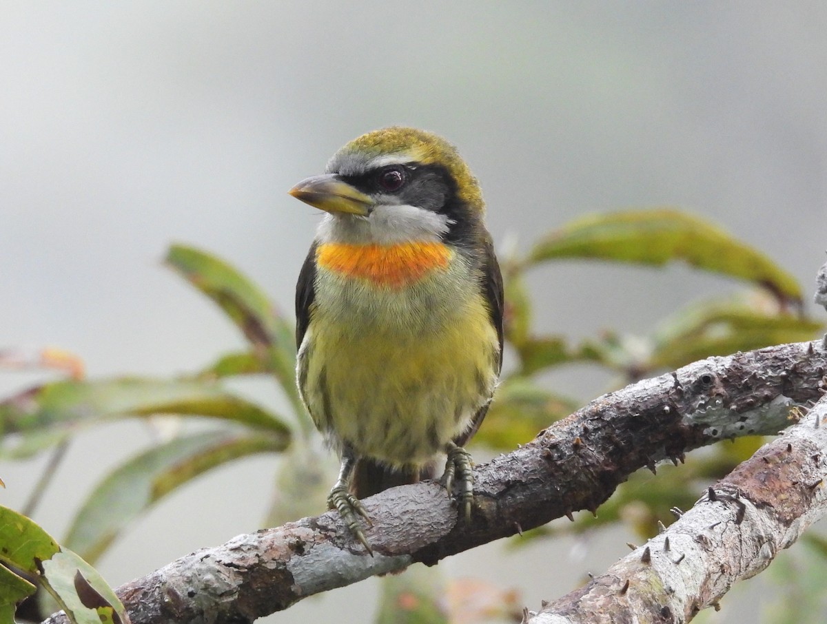 Lemon-throated Barbet - ML641609809