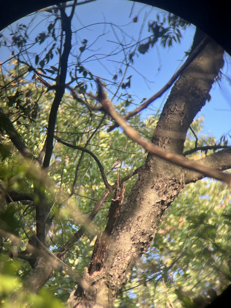 Eastern Wood-Pewee - ML641609812