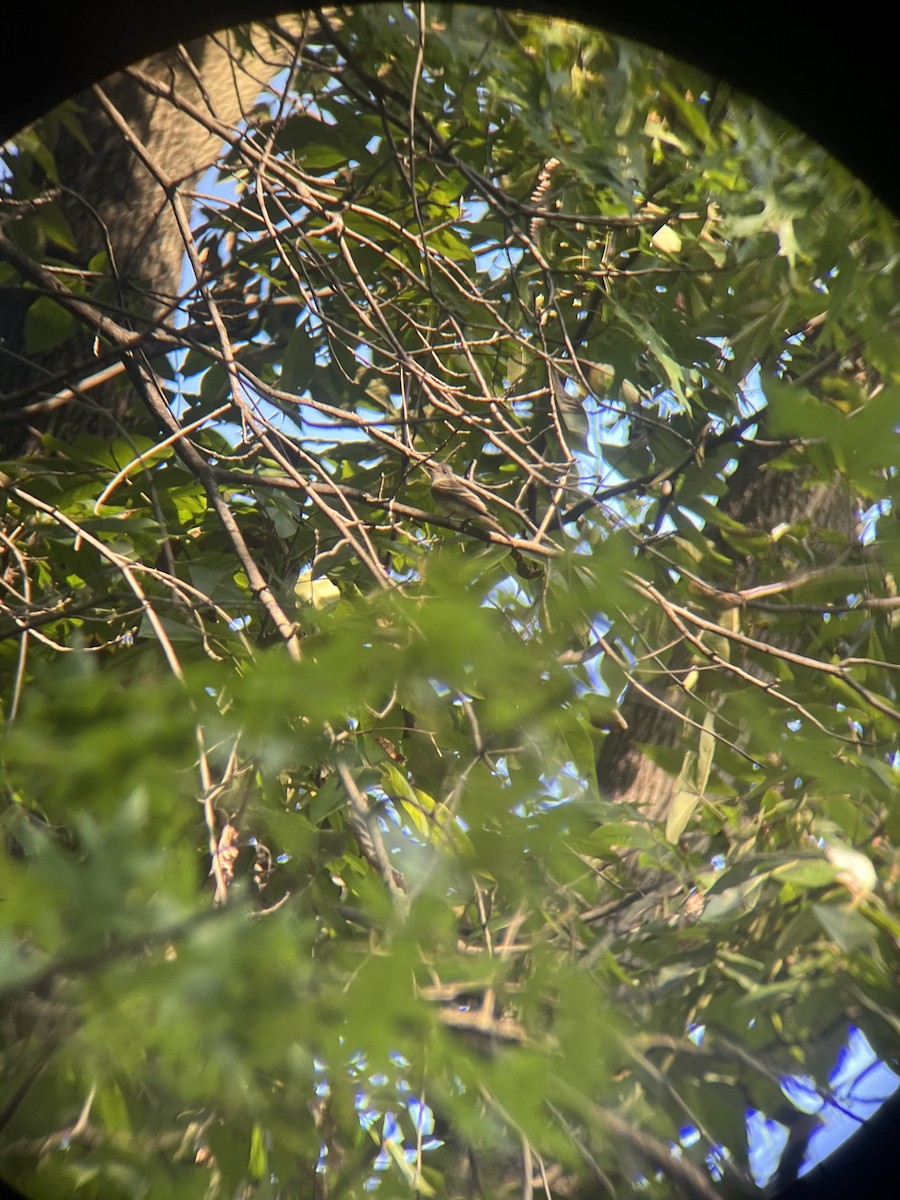 Eastern Wood-Pewee - ML641609813