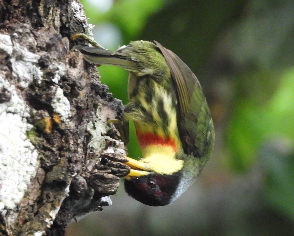 Lemon-throated Barbet - ML641609816