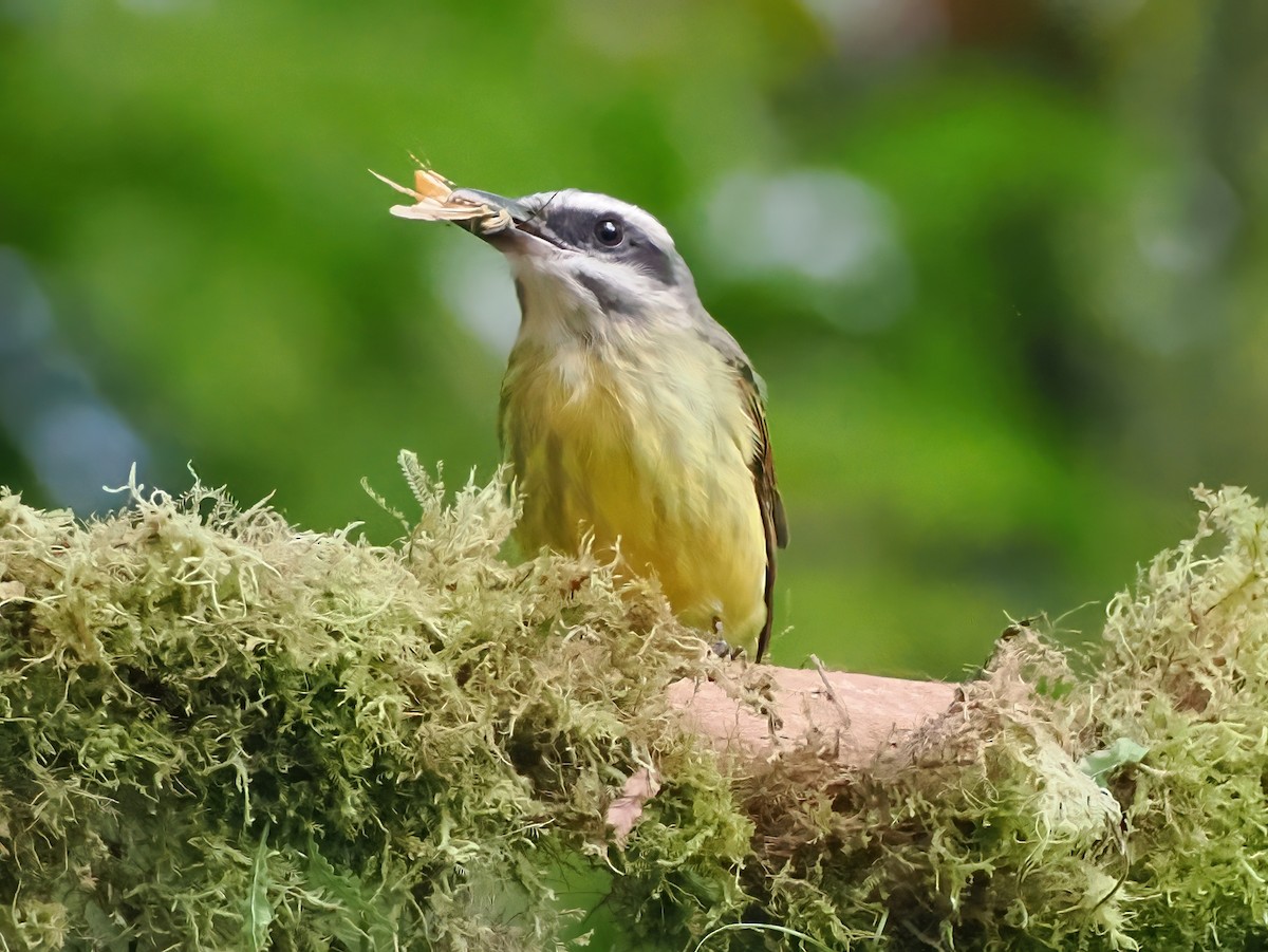 Golden-bellied Flycatcher - ML641609821