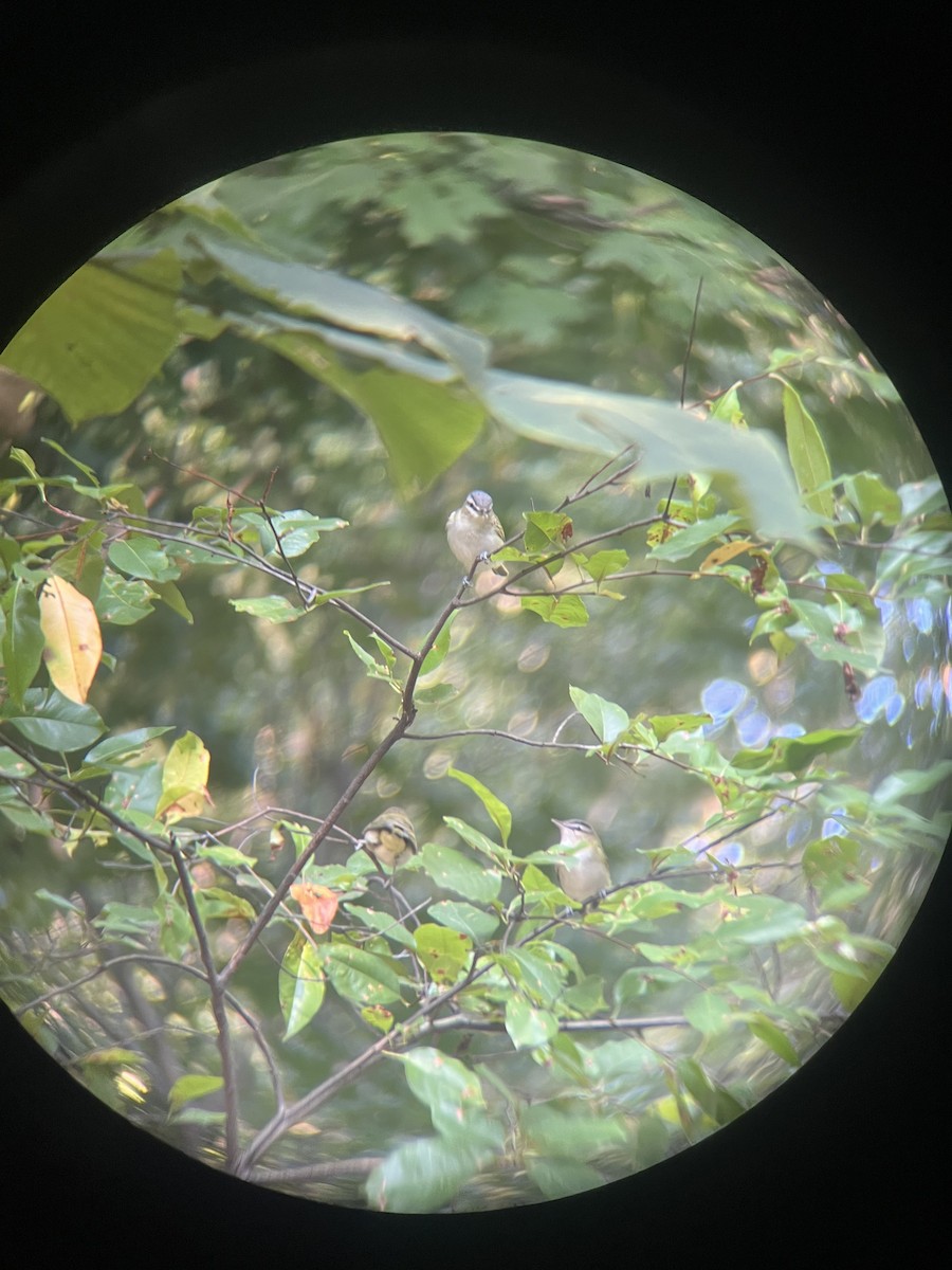 Red-eyed Vireo - ML641609822
