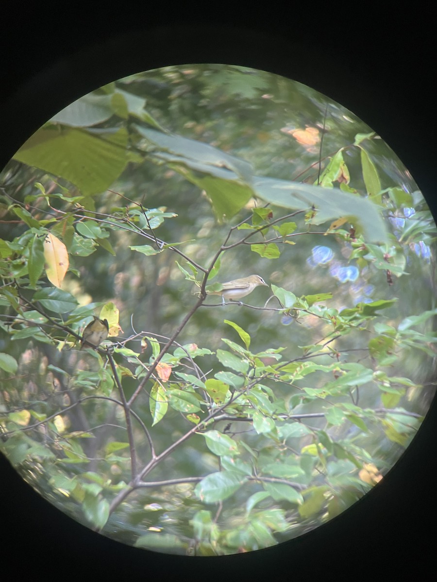 Red-eyed Vireo - ML641609823