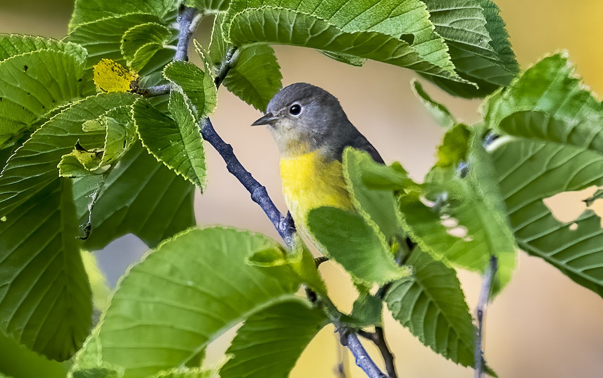 Nashville Warbler - ML641609832