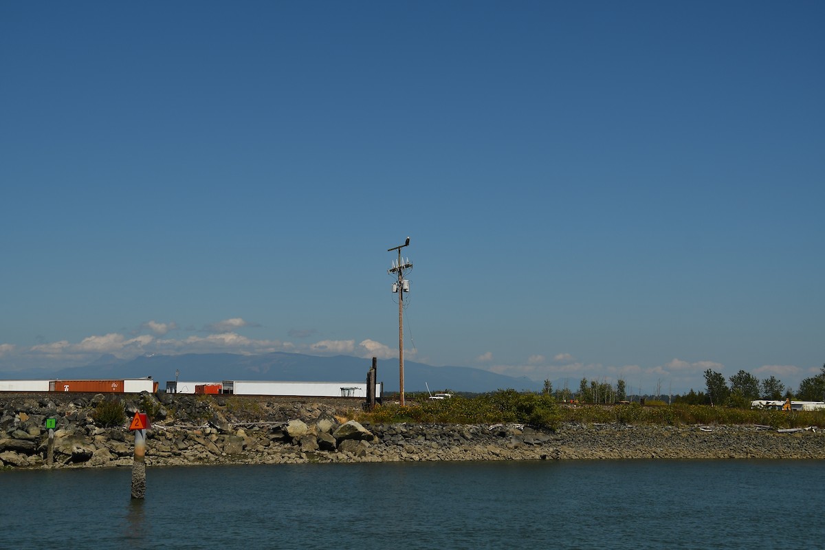 hvithodehavørn - ML641609844