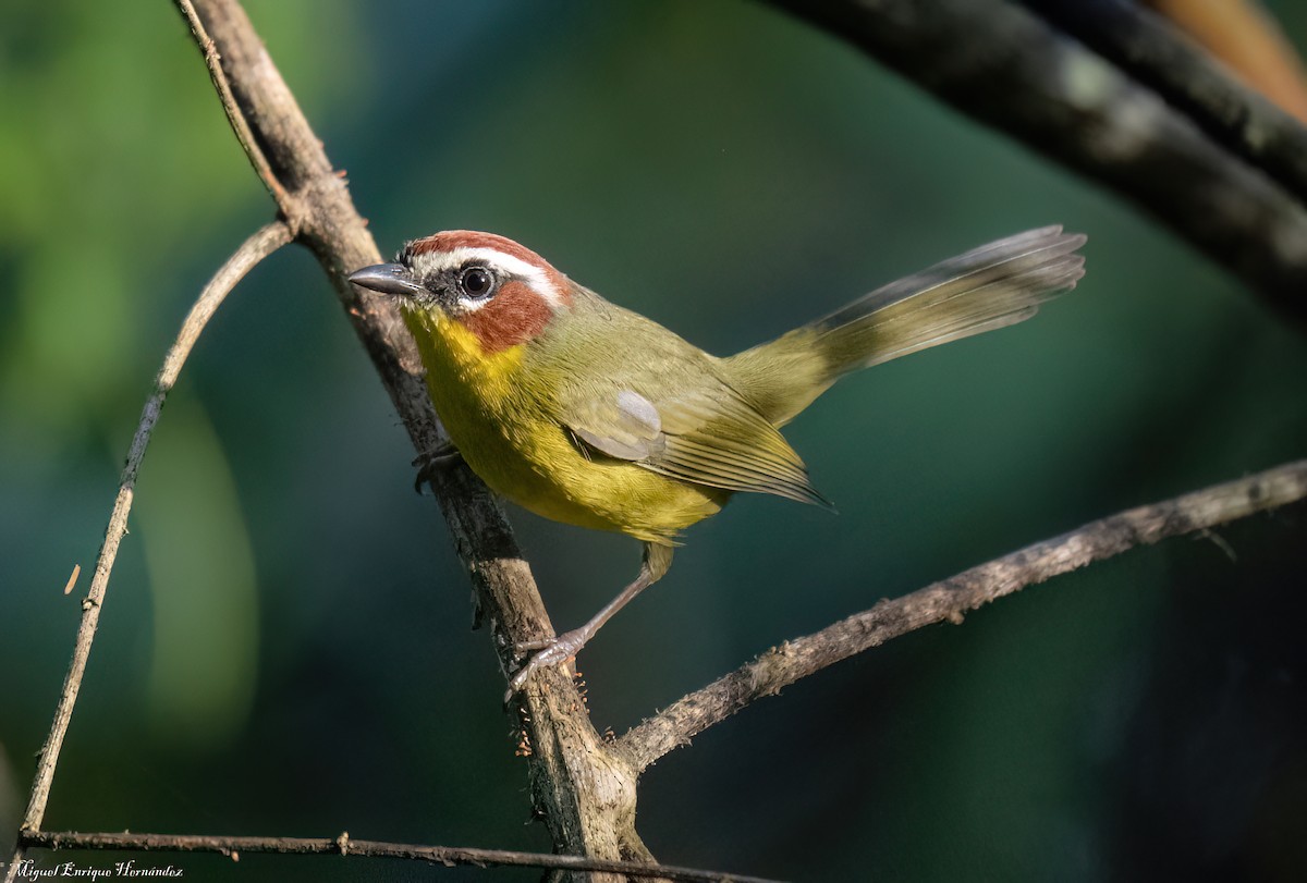 Chestnut-capped Warbler - ML641609848
